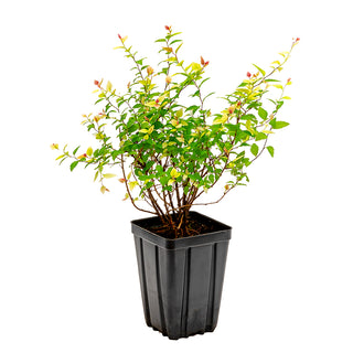 Autumn Jazz™ Viburnum Hedge