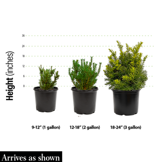 Dark Green Spreader Yew Hedge