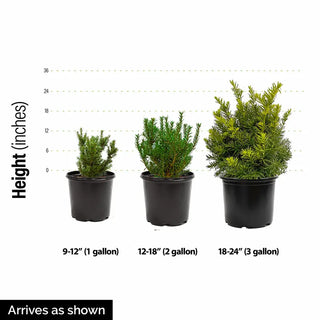 Brown's Yew Hedge