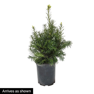 Hicks Upright Yew Hedge