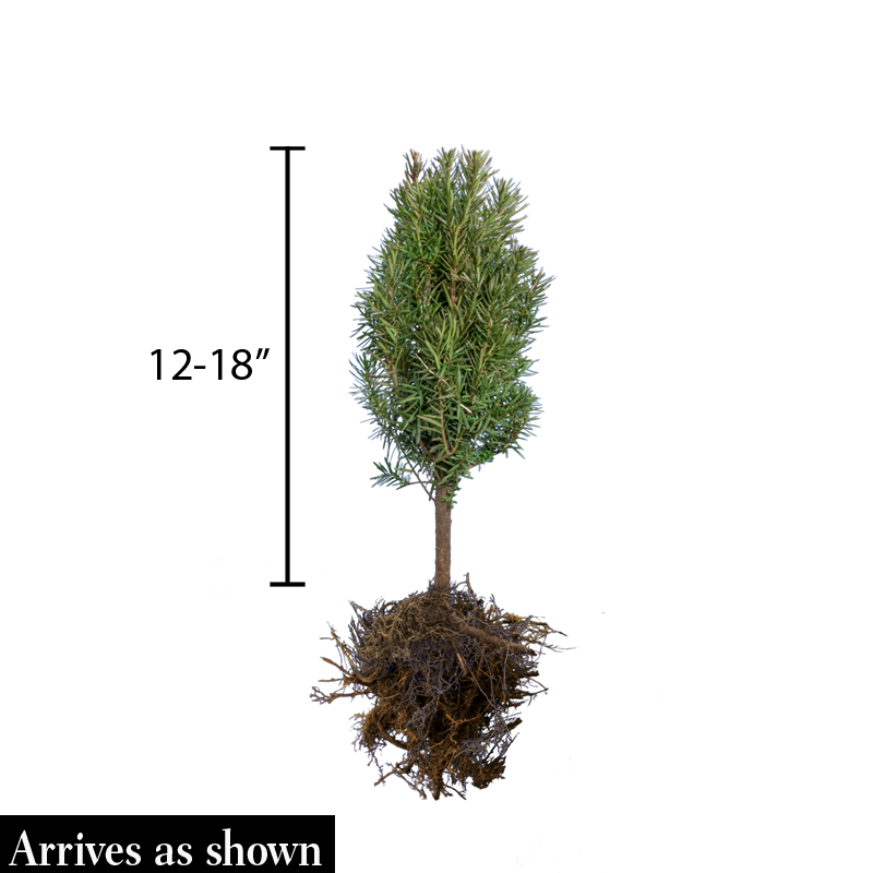 spider web covering yew plant Dark Green Spreader Yew Hedge – Spring Hill Nurseries