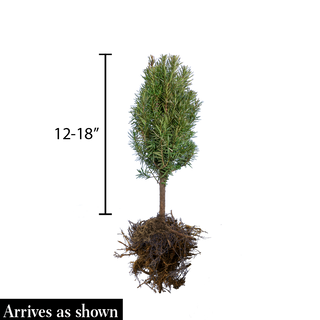 Dark Green Spreader Yew Hedge