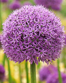 Allium