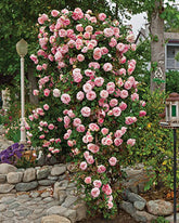 Climbing Roses for Sale | Shop Roses | Spring Hill – Spring Hill Nursery