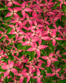 Ruby Ruffle® Patio Peach – Spring Hill Nursery