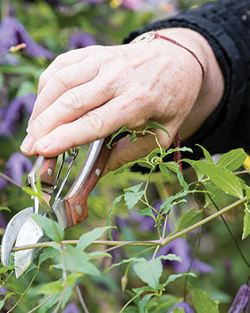 How to Prune Clematis