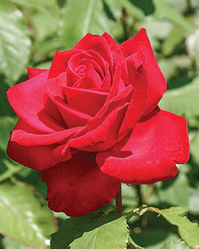 Large Hybrid Tea Roses Hybrid Tea Roses for Sale - Hybrid Tea Rose Varieties – Spring Hill Nursery