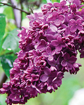 Ruby Ruffle® Patio Peach – Spring Hill Nursery