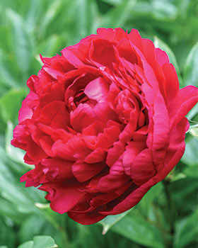 Angelic Veil™ Hybrid Tea Rose – Spring Hill Nursery