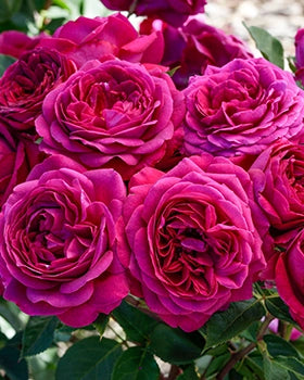 Roses Shipping Now – Spring Hill Nursery