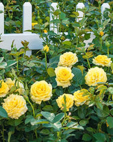 In Your Eyes Rose | Shop Shrub Roses | Spring Hill Nurseries – Spring ...