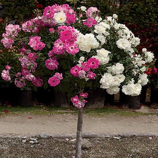 Brilliant Pink Iceberg Floribunda Rose