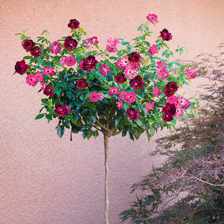 Brilliant Pink Iceberg Floribunda Rose