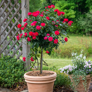 Drop Dead Red™ Floribunda Rose