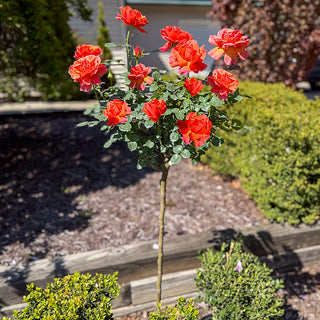 Easy Does It® Floribunda Rose