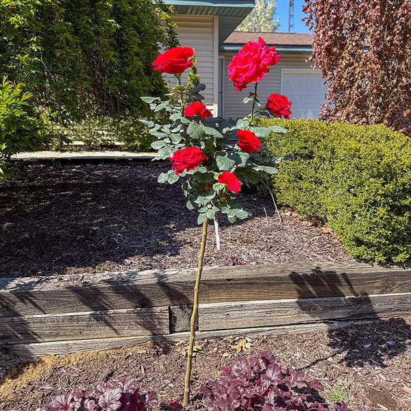 Legends Hybrid Tea Rose On Sale At Spring Hill Nursery