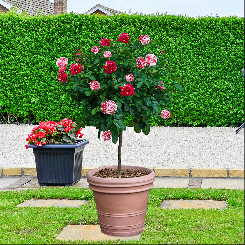 Tree Roses for Sale - Rose Trees | Spring Hill Nurseries – Spring Hill ...