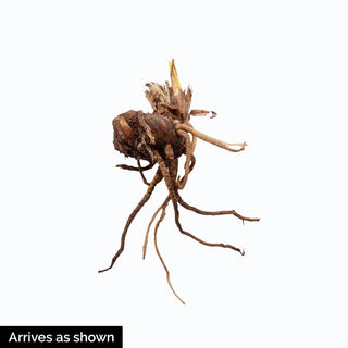 Purple Prairie Trillium