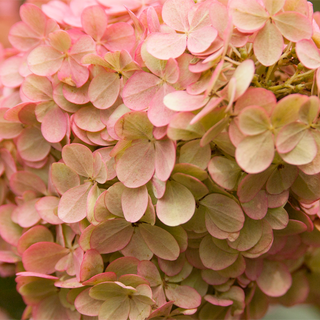 First Editions® Vanilla Strawberry™ Hydrangea