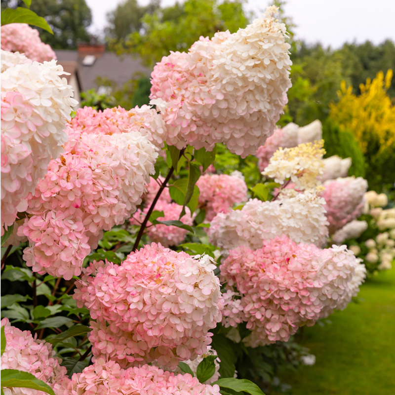 vanilla strawberry hydrangea flower seeds First Editions Vanilla Strawberry Hydrangea - Jumbo - Ships Year-Round | Hydrangea PANICULATA 'RENHY' PP20670 | Pink | White | Mixed | Zone 3-8