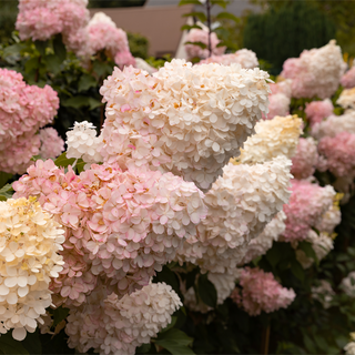 First Editions® Vanilla Strawberry™ Hydrangea
