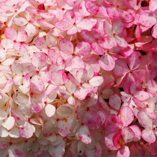 First Editions® Vanilla Strawberry™ Hydrangea