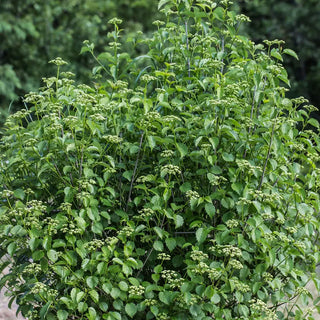 Blue Muffin® Viburnum