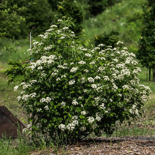 Blue Muffin® Viburnum
