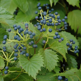 Blue Muffin® Viburnum