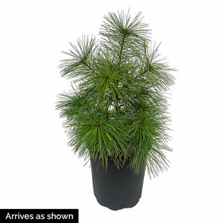 Green Star Japanese Umbrella Pine