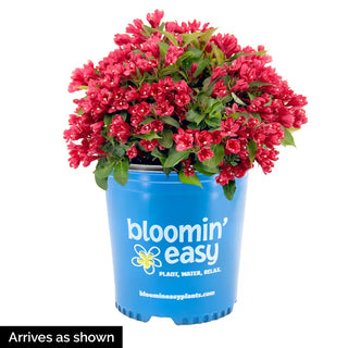 Crimson Kisses® Weigela