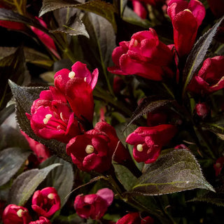 Electric Love® Weigela