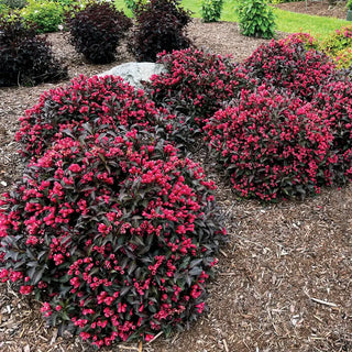 Electric Love® Weigela