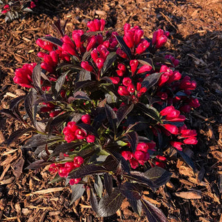 Electric Love® Weigela