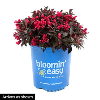 Electric Love® Weigela