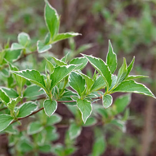 Suzanne Variegated Weigela