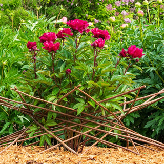 Willow Obelisk Plant Support