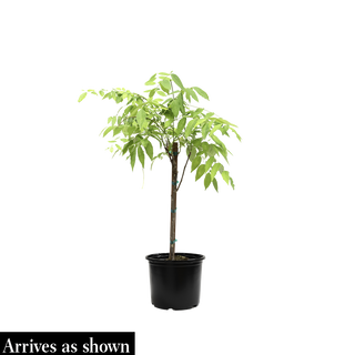 Grande Diva® Jessye Wisteria