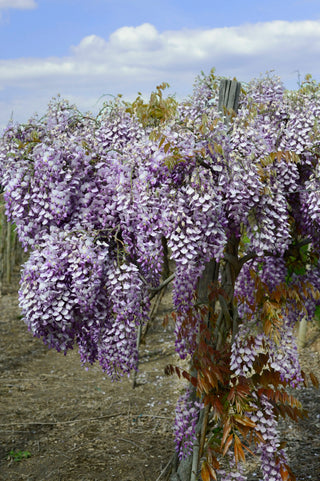 Grande Diva® Barbara Wisteria