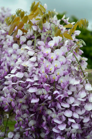 Grande Diva® Barbara Wisteria
