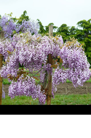 Grande Diva® Barbara Wisteria