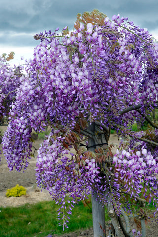 Grande Diva® Barbara Wisteria