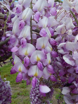 Grande Diva® Barbara Wisteria