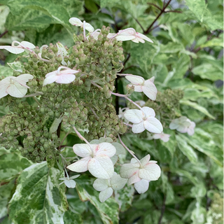 Yuki Gessho Variegated Panicle Hydrangea