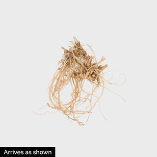 Orchid Yellow Tall Phlox