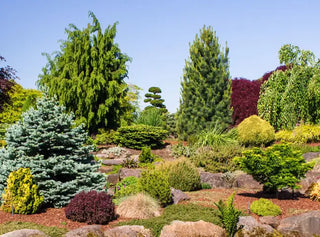 Colorful Conifers®