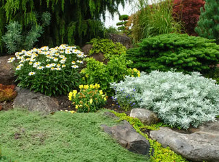 Companion Trees & Shrubs