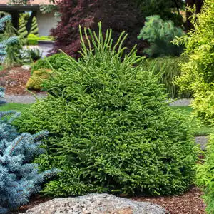 dwarf conifers