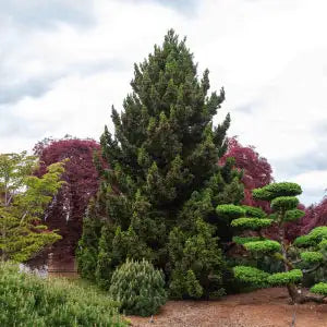 Evergreens