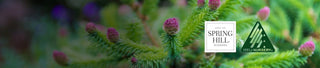 Explore Iseli Nursery Plants